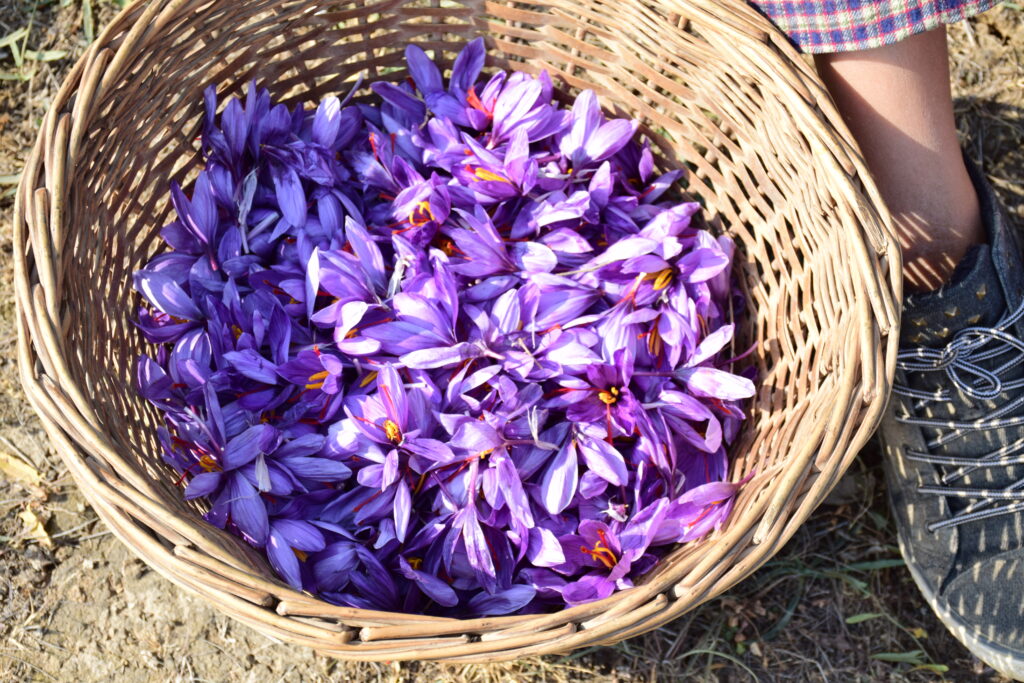 Saffron flowers in Kashmir, Saffron harvesting in Kashmir, Beautiful purple saffron flowers