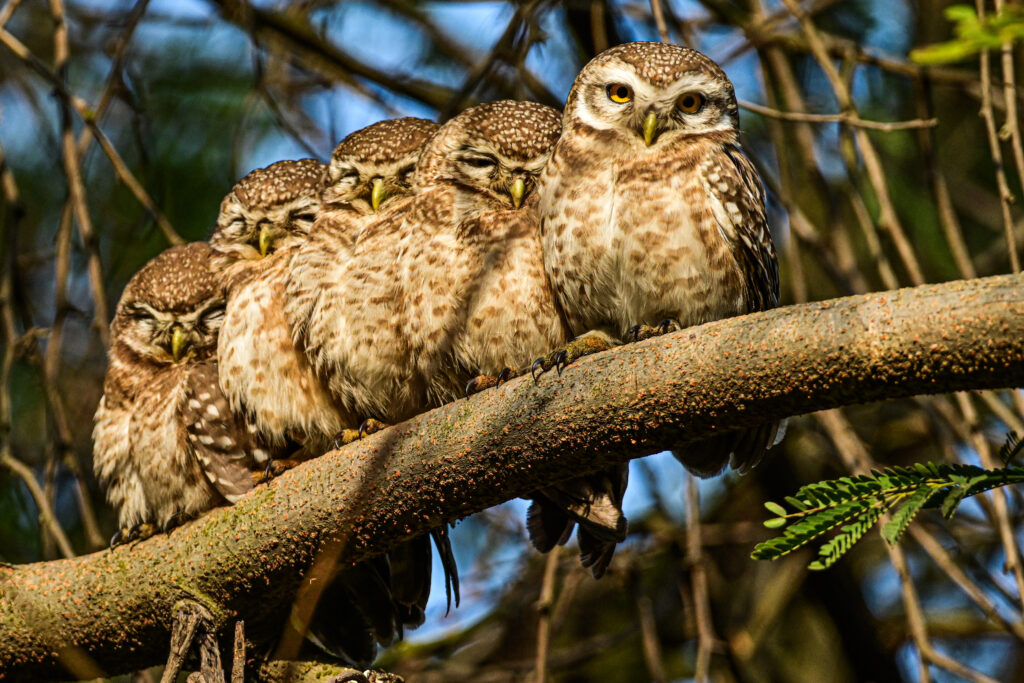 A family of 5 Spotted Owlets