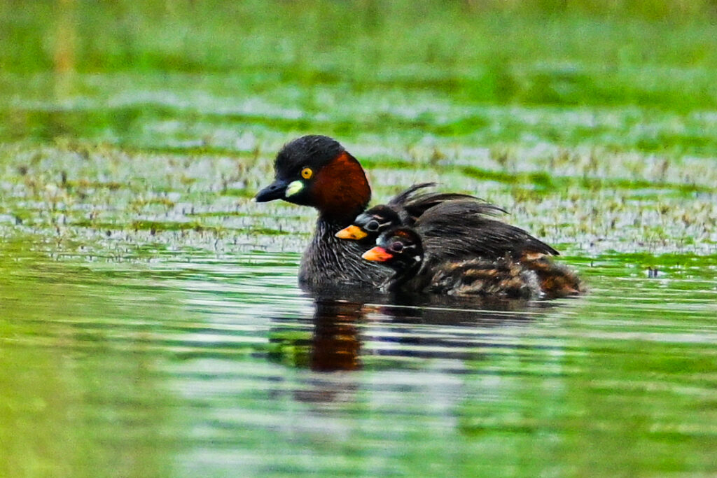 A Little Grebe papa carries chicks on its back