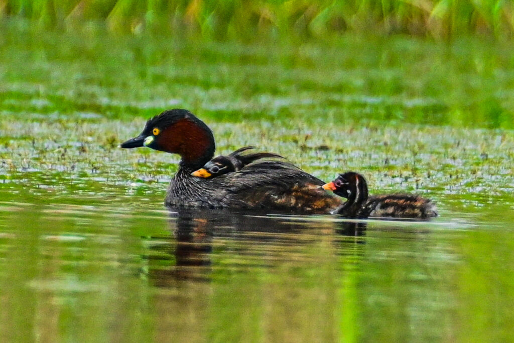 A Little Grebe papa carries chicks on its back