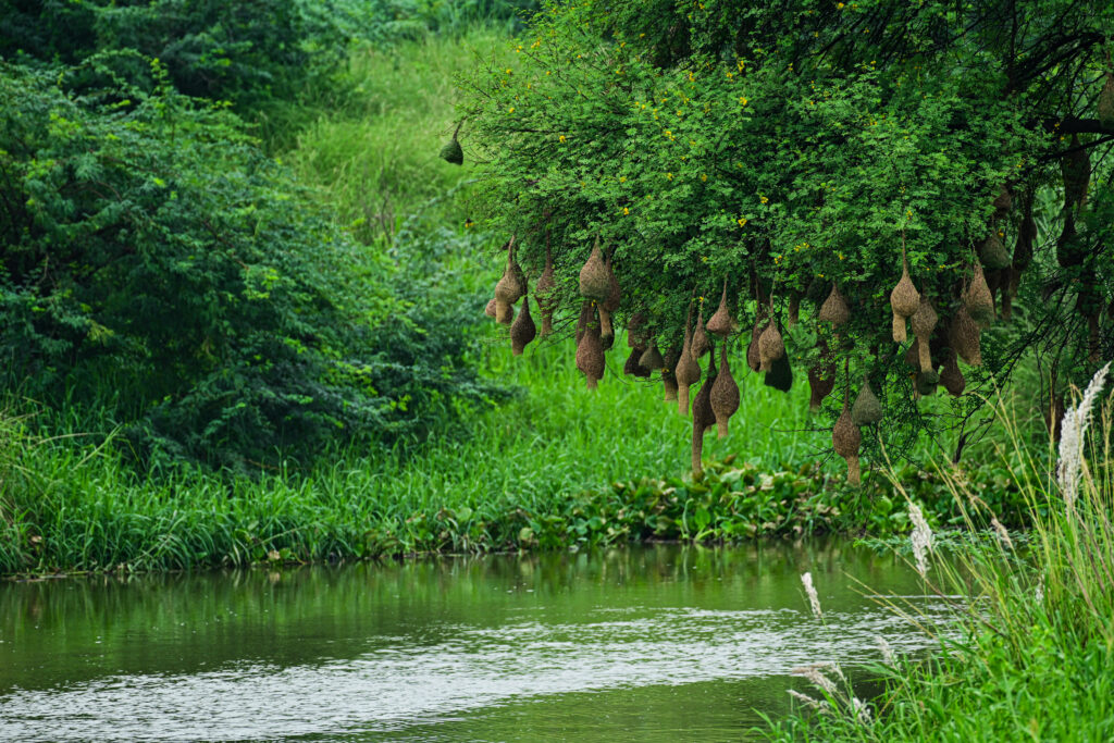 Baya Weavers Nest