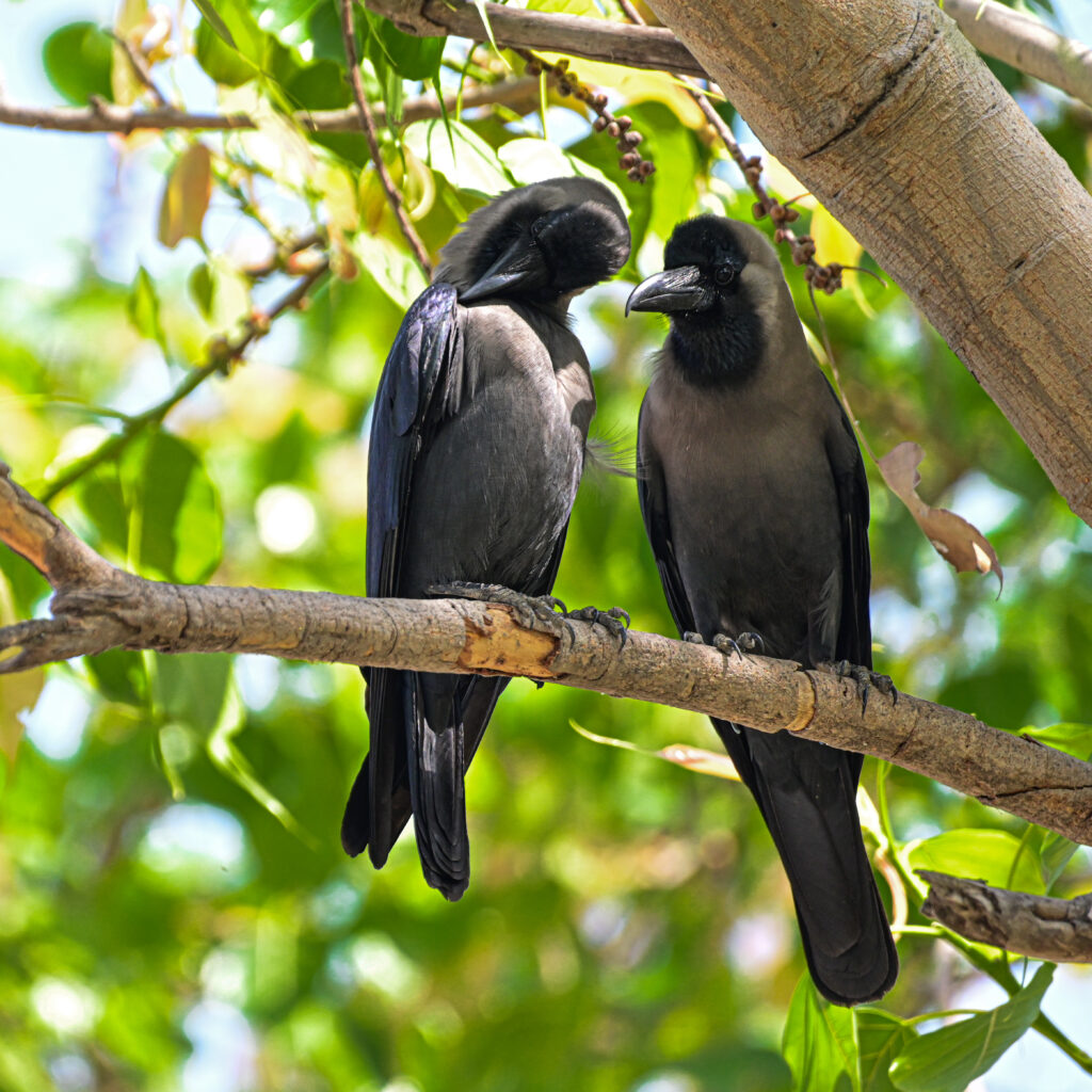 Crows - Male and Female