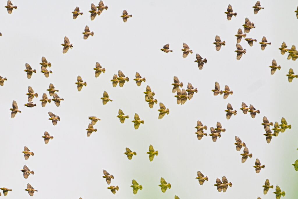 A flock of Streaked weaver birds