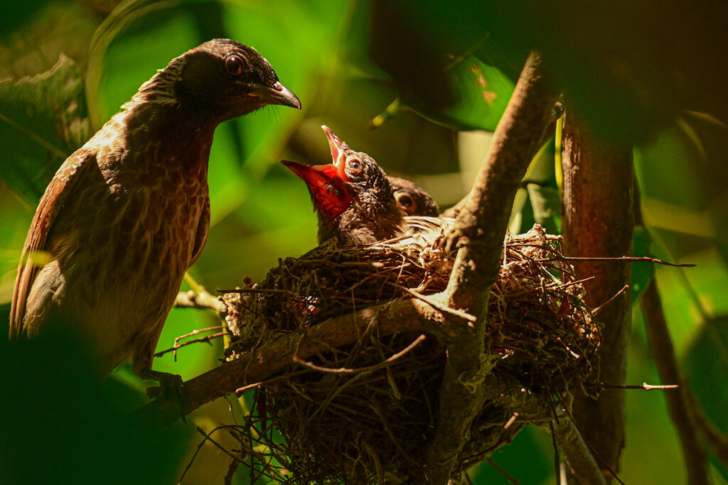 Bulbul feeding the juveniles in her nest