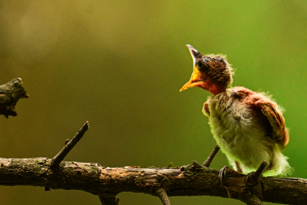 Indian Paradise Flycatcher chick opened mouth