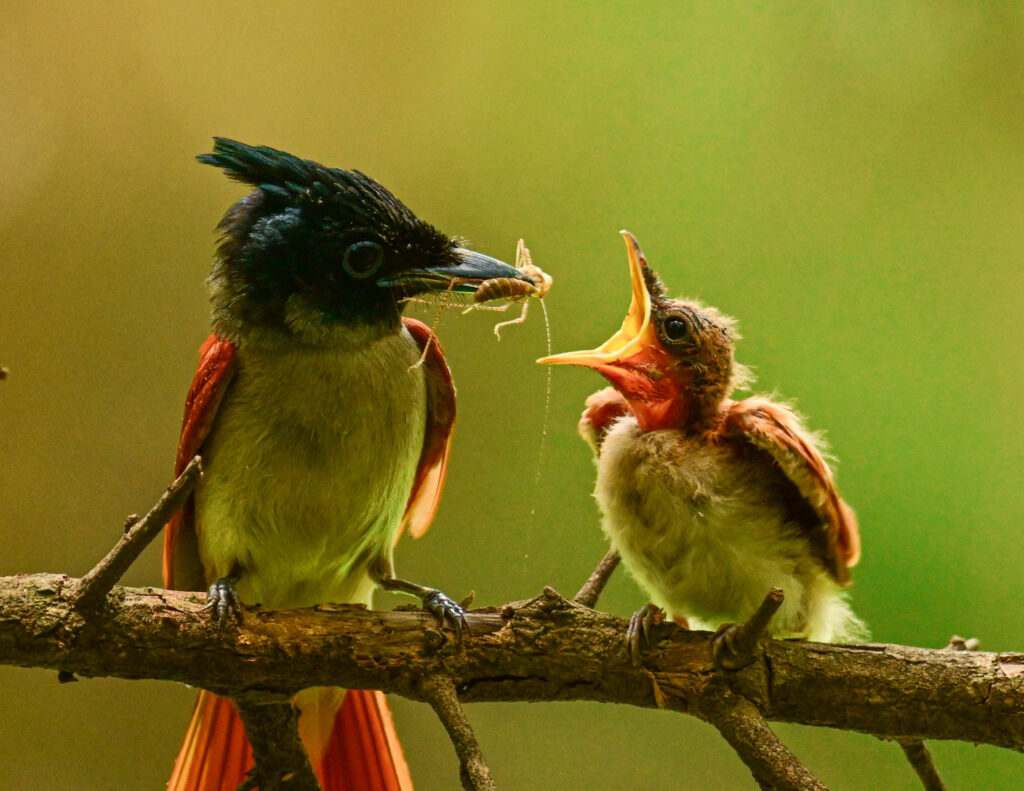 Indian Paradise Flycatcher female feeding its chick at Bhondsi Nature Park,Haryana