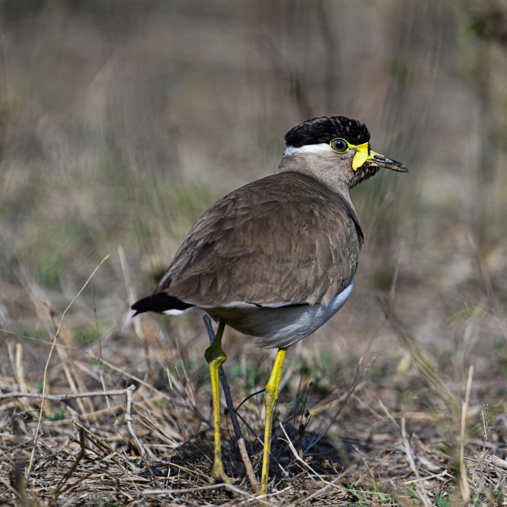 A Yellow-wattled Lapwing sighting near Garhi Harsaru village of Haryana